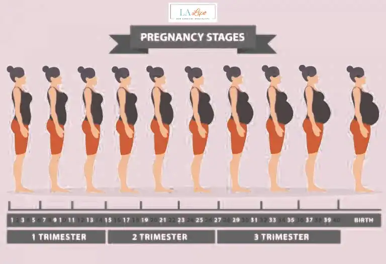 First Trimester (Weeks 1–12): Early Changes You Might Not Notice Shepherd's Bush